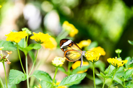 Glass or mirrored butterfly, transparent) (Greta Oto), lepidopteronの写真素材