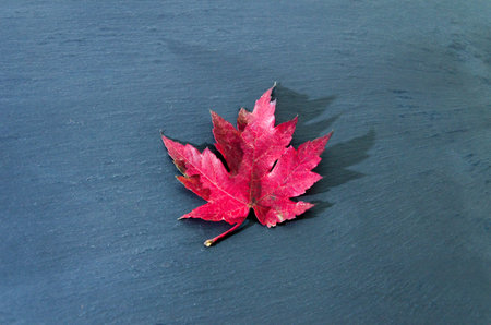 Dry fallen leaves of the tree on a dark background. Autumnの写真素材