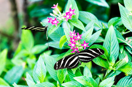 Beautiful Zebra Butterfly (Heliconius Charithonia) on green leaves in the gardenの写真素材