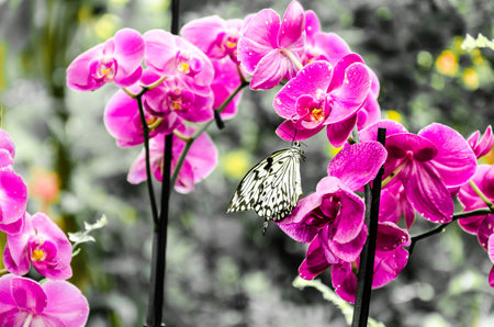 Beautiful butterfly Idea Leuconoe on the green leaves of the garden. Lepidoptera. Black and white-color effectの写真素材