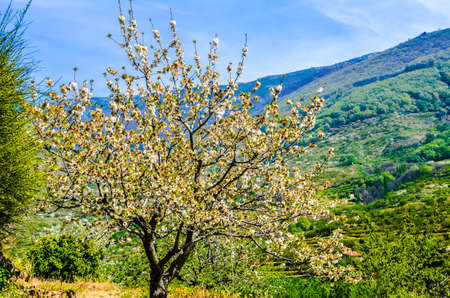 Panoramic view of a flowering tree with the background of green mountains covered with forestsの写真素材