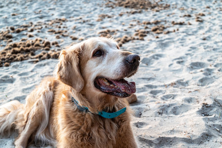 Beautiful adult Golde Retriever , lying on the sand on the beachの写真素材