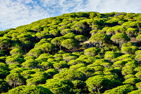 Pine forest of the Natural Park of La BreÃ±a, on the CaÃ±os de Meca, Barbate, Cadiz