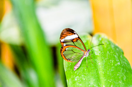 Glass or mirrored butterfly, transparent) (Greta Oto), lepidopteron