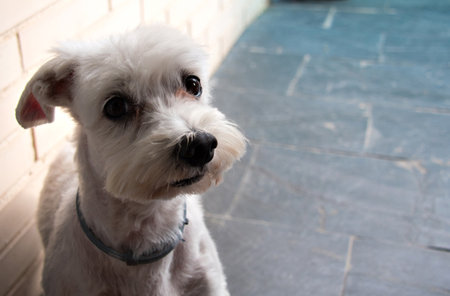 Close-up of a cute white stripped Bichon Maltese dog on the terrace of the houseの写真素材