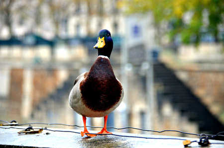 Colorful duck out of the water, on the wall by the river. Select focus. blurred backgroundの写真素材