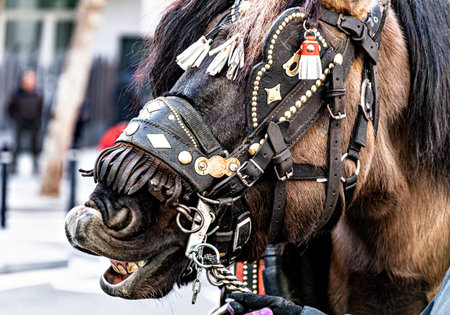 Close-up of the head of a horse with reins in the festival of San Antoni Abad, protector of animalsの写真素材