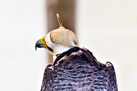 Image of a falcon in captivity in a recovery center in the province of LÃ©rida