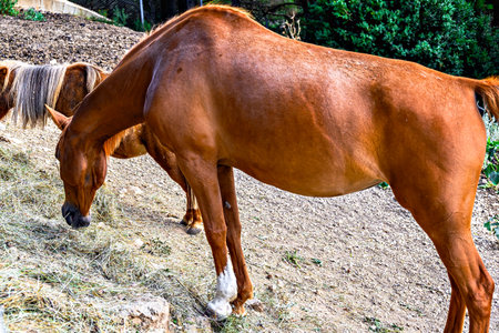 Close-up of a beautiful brown horse grazingの写真素材