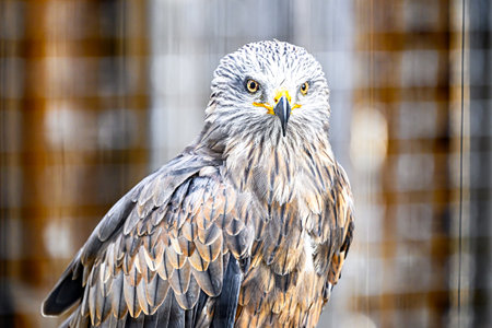 Image of a Kite, of the Milvus species, birds of prey of the Accipitridae family in captivity at a...