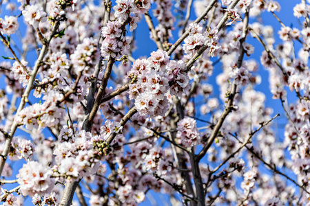 White almond tree flowers in spring. Almond fields. Selective focusの写真素材