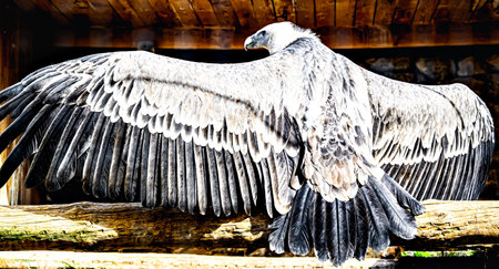 Image of a griffon vulture in captivity in a recovery center in the province of Leridaの写真素材