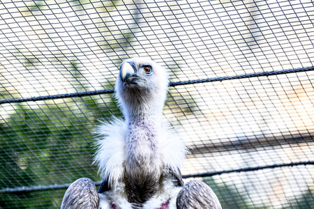 Image of a griffon vulture in captivity in a recovery center in the province of Leridaの写真素材