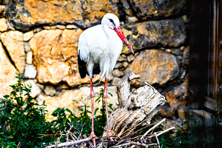Close-up of a stork with its elegance and white plumageの写真素材