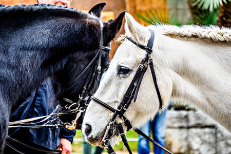Horse parade at the Festival of the Three Sepulchres in Igualada, Barcelonaの写真素材
