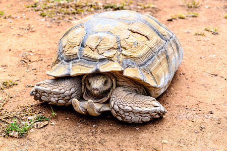 Image of an African Spurred Tortoise (Centrochelys sulcata) in a wildlife reserve in Menorca, Balearic Islandsの写真素材
