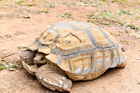 Image of an African Spurred Tortoise (Centrochelys sulcata) in a wildlife reserve in Menorca, Balearic Islandsの写真素材