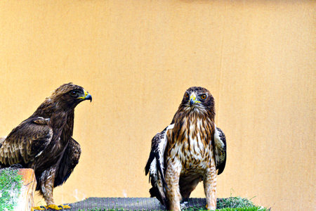 Shot of the Booted Eagle (Hieraaetus Pennatus), a medium-sized bird of prey, in a wildlife center in Menorcaの写真素材