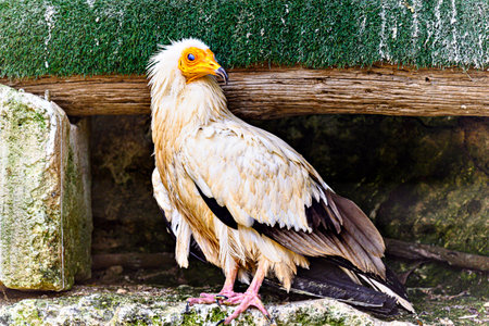 Shot of a bird Egyptian Vulture (Neophron percnopterus), also called Abanto, Guirre or Egyptian Vulture, in a wildlife center in Menorcaの写真素材