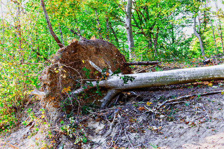 Tree fallen by nature in autumn in the Montseny Natural Park in Barcelona, ââSpainの写真素材