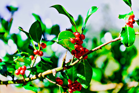 Christmas Holly tree with green leaves and red berries on blurred backgroundの写真素材