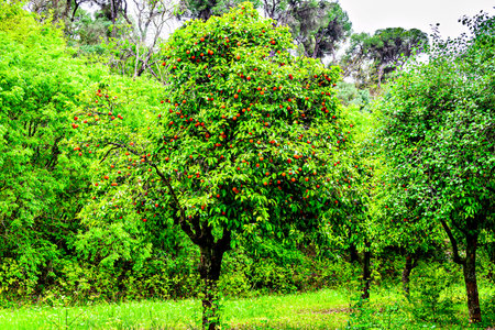 Tree with ripe oranges in the Oromana park in the city of Alcala de Guadaira, Sevilleの写真素材