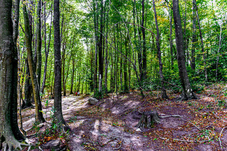 Colorful trees and leaves in autumn in the Montseny Natural Park in Barcelona, Spainの写真素材