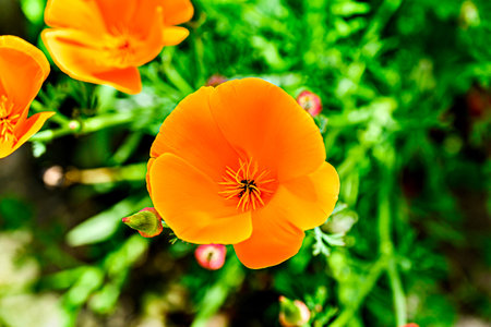 Beautiful California poppy flower in the garden on a spring dayの写真素材