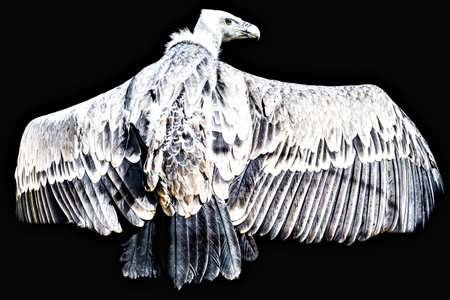 Image of a griffon vulture in captivity in a recovery center in the province of Leridaの写真素材