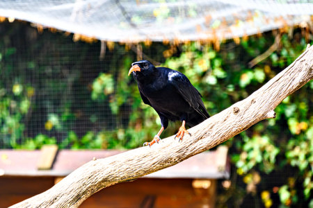 Image of a Red-billed Chough bird (scientific name Pyrrhocorax pyrrhocorax), in captivity in a wildlife centre, from the Corvidae family.の写真素材