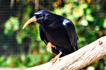 Image of a Red-billed Chough bird (scientific name Pyrrhocorax pyrrhocorax), in captivity in a...