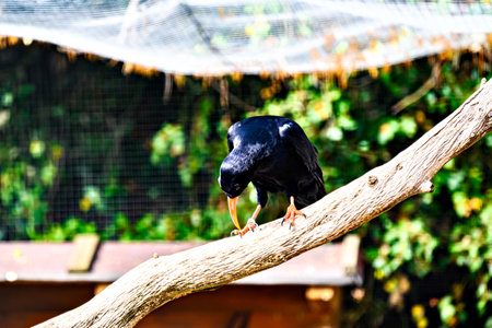 Image of a Red-billed Chough bird (scientific name Pyrrhocorax pyrrhocorax), in captivity in a wildlife centre, from the Corvidae family.の写真素材
