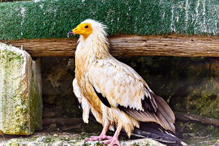 Shot of a bird Egyptian Vulture (Neophron percnopterus), also called Abanto, Guirre or Egyptian Vulture, in a wildlife center in Menorcaの写真素材