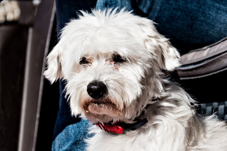 Closeup of a cute white Bichon dog on the terrace of house