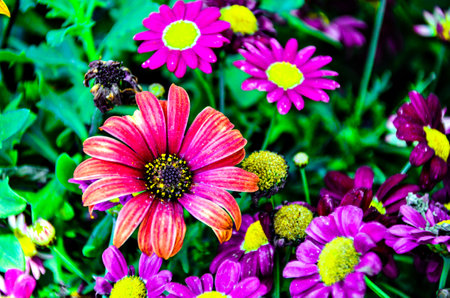 Macro of flowers, highlighting their color and textureの写真素材