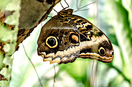 Owl butterfly (Caligo Memnon), lepidopteronの写真素材