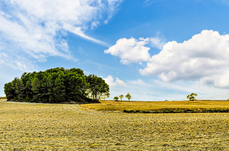 Green field in spring with trees in the background, on a sunny day with blue sky and white clouds. rural landscapeの写真素材