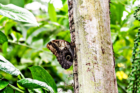 Owl butterfly (Caligo Memnon), lepidopteronの写真素材