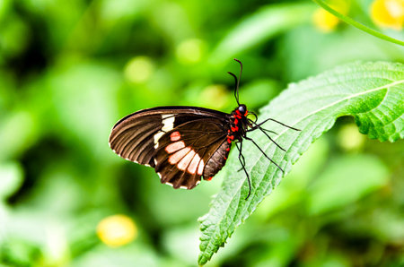 Butterfly Parides Iphidamas or Heart butterfly with red patches. lepidopteronの写真素材
