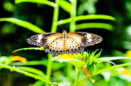 Beautiful female Hypolimnas Missippus butterfly on green garden leavesの写真素材