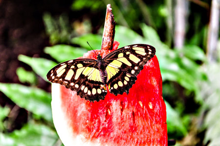 Siproeta Stelenes Butterfly (Malachite Butterfly), lepidopteron.の写真素材