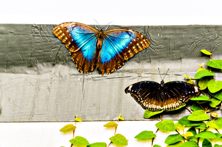 Beautiful Morpho Peleides (Blue Morpho) butterfly on green leavesの写真素材