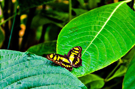 Siproeta Butterfly (Malachite Butterfly), lepidopteron. Camouflaged greenの写真素材