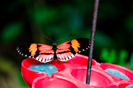 Beautiful Heliconius Melponeme butterfly on green garden leavesの写真素材