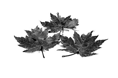 Autumn dry leaf fallen from tree on white backgroundの写真素材