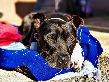 Young black-haired American bully dog, lying in the sunの写真素材