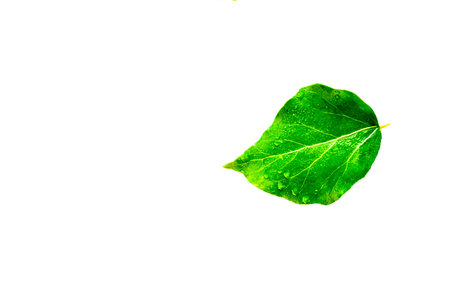 Isolated green leaf with water drops on white background, with clipping pathの写真素材