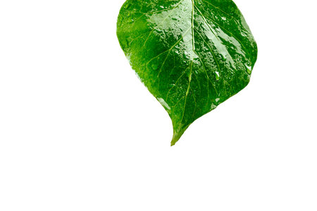 Isolated green leaf with water drops on white background, with clipping pathの写真素材