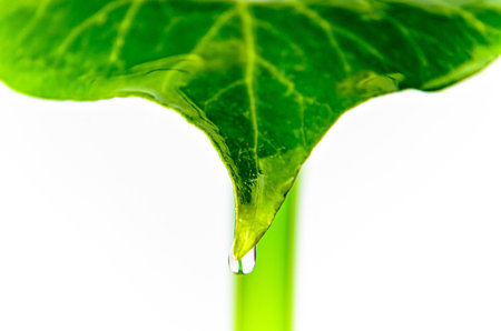 Isolated green leaf with water drops on white background, with clipping pathの写真素材