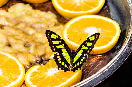 Siproeta Butterfly (Malachite Butterfly), lepidopteron. Camouflaged greenの写真素材